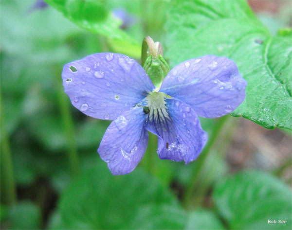 Faded Violet by Bob See