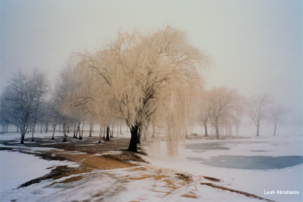 Misty Winter Morning by Leah Abrahams